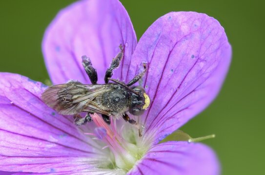 Apidae, floodplain leg bee, bees, hymenoptera, macropis europaea, macropis labiata, femur bee, marsh leg bee, yellow loosestrife bee, insects, male, male