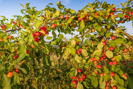 Apple orchard in late summer