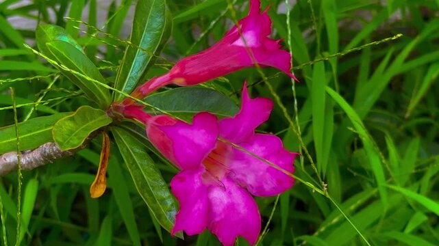 Close-up of an oleander flower, oleander, Nerium oleander