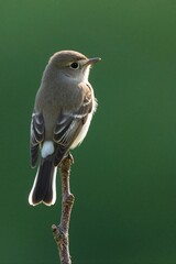 Obraz premium Small brown bird with white tail feathers perches on a thin branch. Feathered creature rests outdoors against a blurred green background. Wildlife photography captures avian detail.