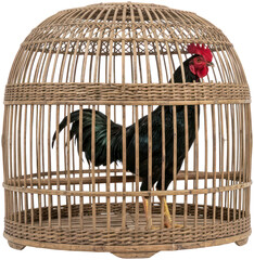 Black Rooster in Traditional Bamboo Cage Isolated on White © Vertu