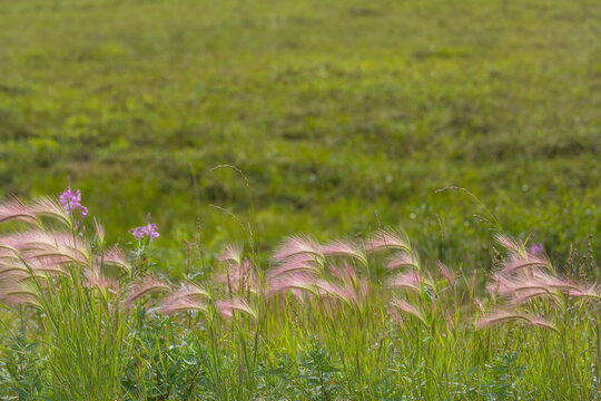 Grass