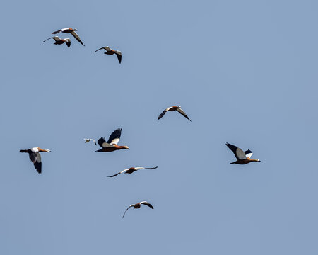 Ruddy Shelduck
