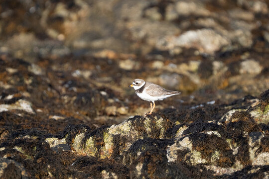 Les oiseaux Bretons