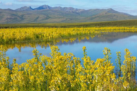 Lake in tundra