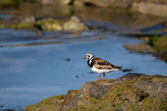 Les oiseaux Bretons