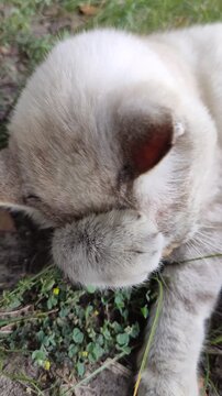 A portrait of a lazy cat in nature. The cat is lying on the grass, washing and licking its paws.