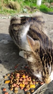 Lonely cat walking in nature background.