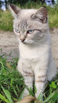 Lonely cat walking in nature background.