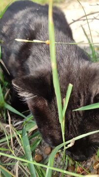 Lonely cat walking in nature background.