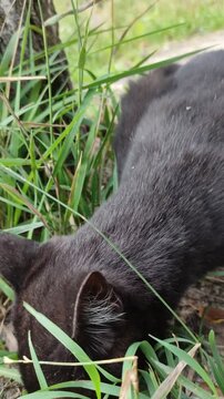 A portrait of a lazy cat in nature. The cat is lying on the grass, washing and licking its paws.