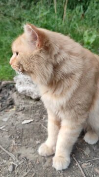 Lonely cat walking in nature background.