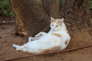 White and red cat lying on the ground in the shade of a tree © Viktor