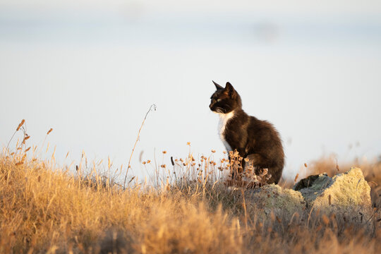 Le chat et le soleil