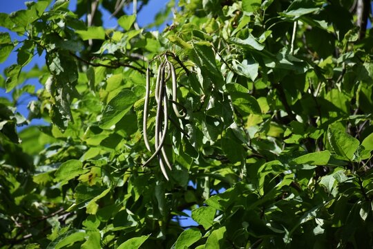 Branches with bean pods and green leaves of a Catalpa speciosa or northern catalpa tree.