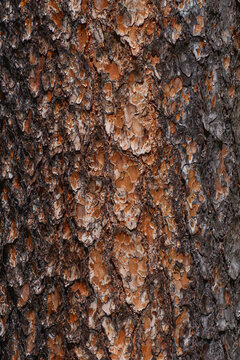 Rough pine bark texture background for design use