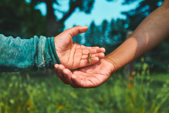 Two children's hands together holding a cricket