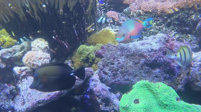 Tracking pan shot of reef fish swimming and gliding over colorful coral and rock formations inside indoor aquarium exhibit
