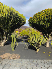 El Jardín de Cactus is the last great work of César Manrique © Radomir Rezny