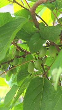 Growing kiwifruit on a vine in a garden during summer
