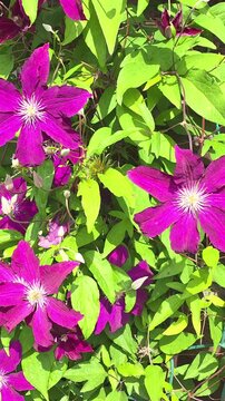Bright purple flowers grow on green vines in a sunny garden during summer