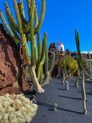El Jardín de Cactus is the last great work of César Manrique © Radomir Rezny