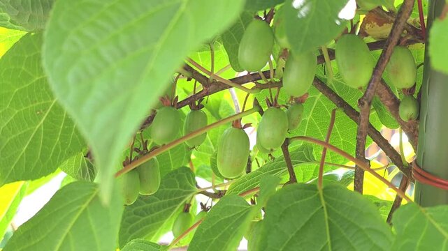 Growing sapodilla fruit in backyard garden in warm weather