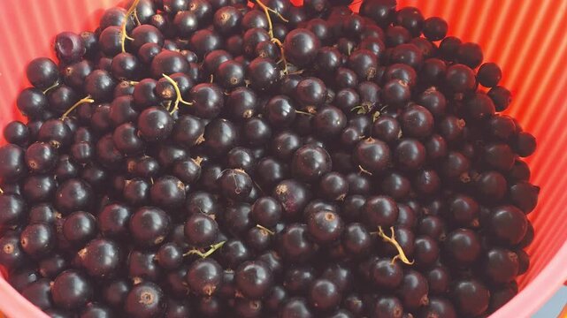 Gathering fresh blackcurrants in a sunny garden in mid-summer