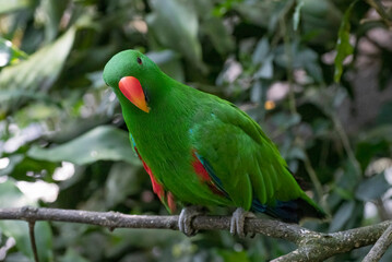 Obraz premium A male Eclectus parrot amidst the lush trees.