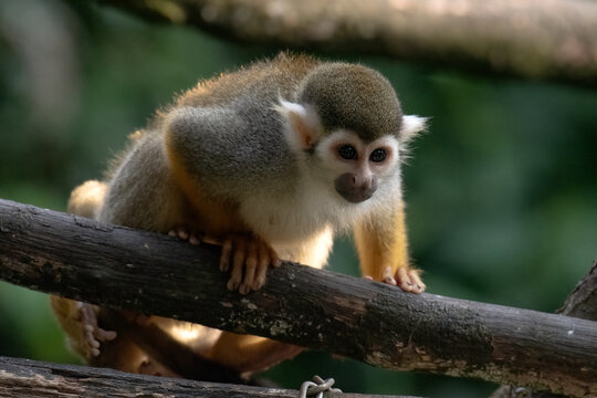 A close-up photo of a squirrel monkey perched on a tree trunk.