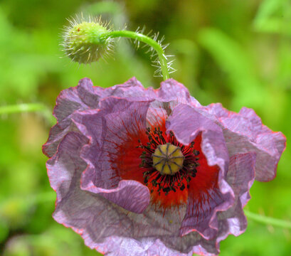 Pink corn poppy Papaver rhoeas flower with glowing translucent petals.