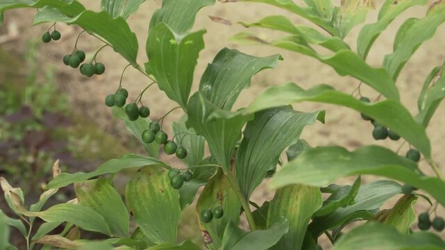 Eurasian Solomon's seal (Polygonatum multiflorum) stems display green unripe berries under soft natural daylight. Useful for botanical educational films, toxic plant research, and nature stock.
