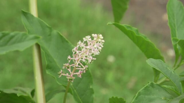 American pokeweed (Phytolacca americana) shows pale pink and white budding flower clusters on upright stems with broad green leaves in natural daylight and shallow focus. 