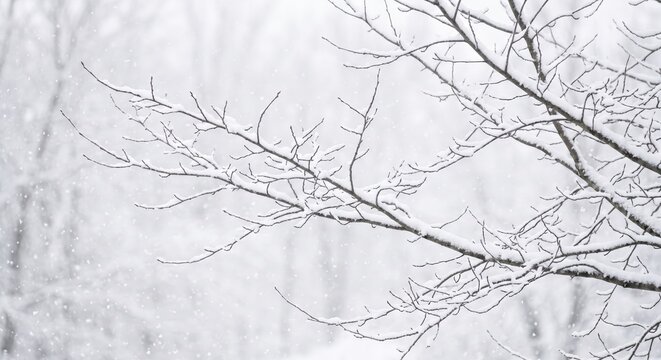 Winter First Snow Bare Tree Branches with White Snowflakes Falling Peaceful Minimalist Winter Scene
