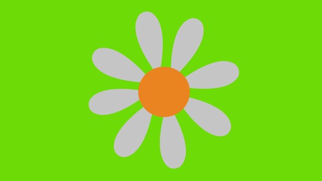 Animated daisy flower icon performing rhythmic rotation motion video clip