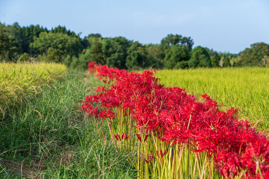 Red Spider Lilies Blooming along Green Rice Field under Blue Sky in Autumn Japanese Countryside Landscape