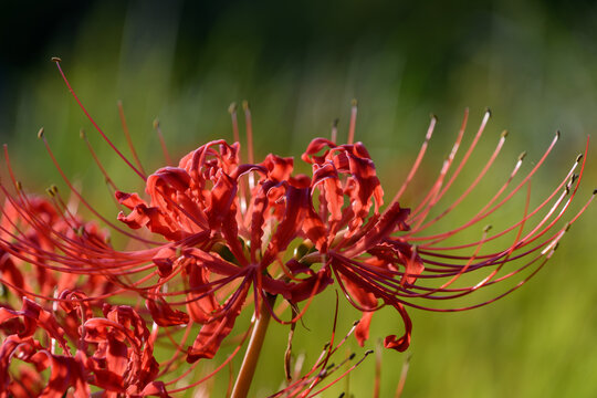 Close Up of Red Spider Lily Blooming in Autumn Garden with Soft Sunlight and Copy Space