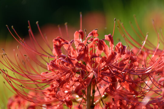 Close Up of Vivid Red Spider Lily Blooming with Soft Sunlight and Copy Space for Autumn Design Background