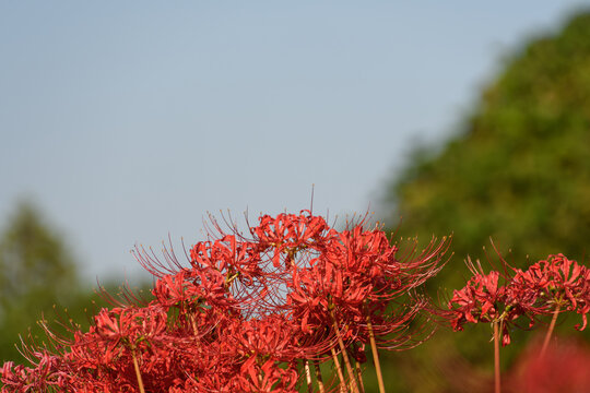 Vivid Red Spider Lily Blooming Under Blue Sky in Autumn Countryside Landscape with Copy Space for Text