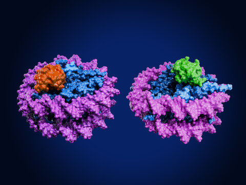 Monoubiquination of histones H2A (H2AK119, red) and H2B (H2BK120, green) in a nucleosome. H2AK119 is a hallmark of silenced genes. H2BK120  helps transcription machinery access DNA.