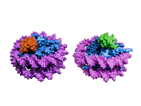 Monoubiquination of histones H2A (H2AK119, red) and H2B (H2BK120, green) in a nucleosome. H2AK119 is a hallmark of silenced genes. H2BK120  helps transcription machinery access DNA.