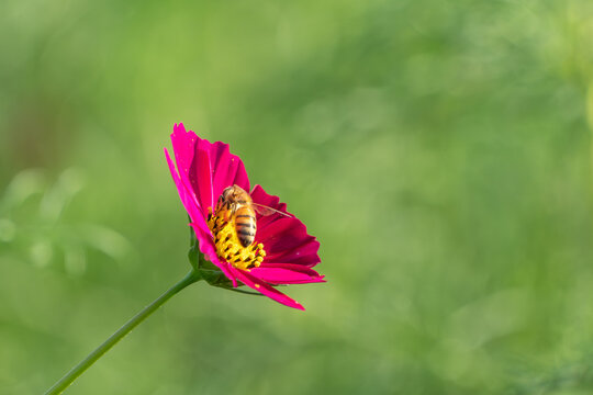 Close Up of Bee Gathering Nectar on Pink Cosmos Flower in Autumn Field with Green Bokeh Background