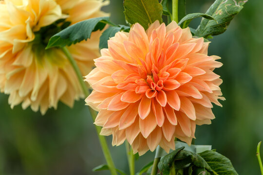 Close Up of Blooming Orange Dahlia Flower in Autumn Garden with Soft Light and Copy Space