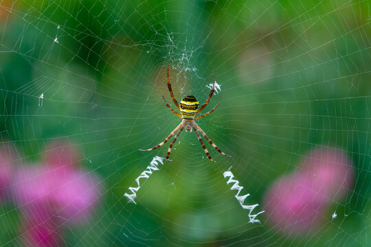 Macro Close Up of Black and Yellow Argiope Spider Sitting in Center of Detailed Web with Green Background
