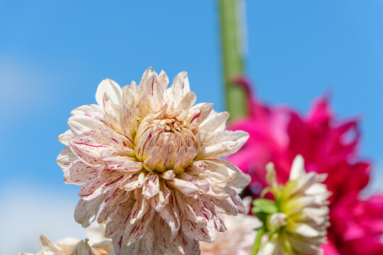 Close Up of Blooming Pink and White Patterned Dahlia Flower Under Blue Sky with Copy Space