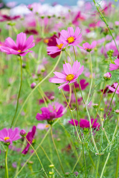 Close Up of Pink Cosmos Flowers Blooming in Autumn Field with Soft Light and Green Bokeh Background