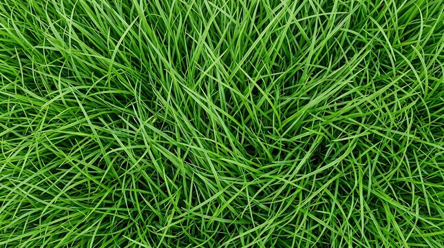 Green Grass Texture Top View Lush Meadow Background Organic Nature Pattern for Website Banner and Presentation Layout