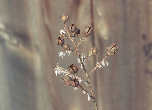 Ice Crystals on Dried Botanical Foilage; Frosty Winter; Winter Nature Background; Close-up Macro