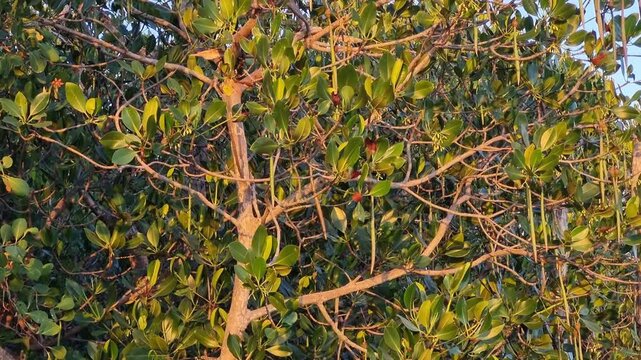 Green Mangrove Tree Branches with Propagules in Warm Golden Hour Sunset Light