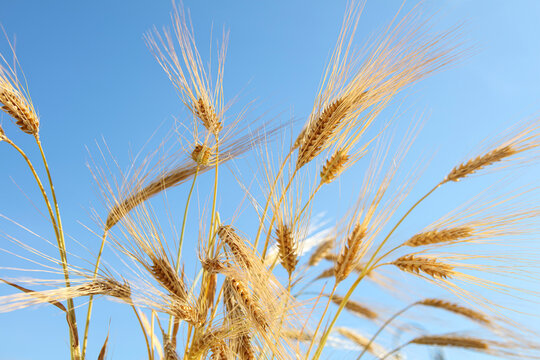 Wheat